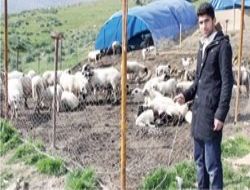 Hırsızlar ahıra dadandı