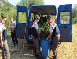 Devlet arazisine kenevir ektiler