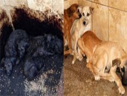 Zifte bulanan köpekleri kurtardılar