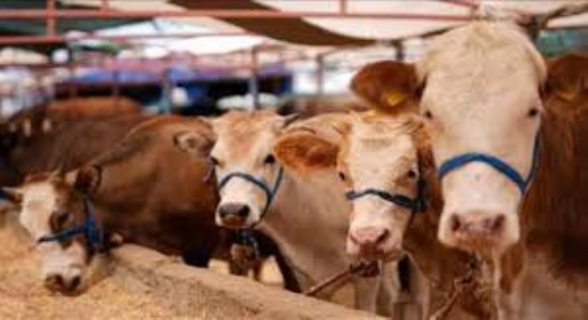 24 İlde Hayvan Pazarları Yeniden Açıldı