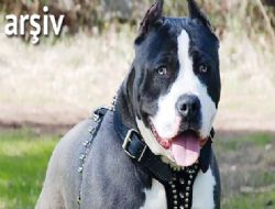 Bahisli köpek dövüşüne baskın