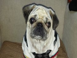 Evdeki köpekleri hırsız çaldı