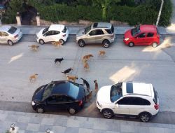 Başıboş 100 bin hayvan