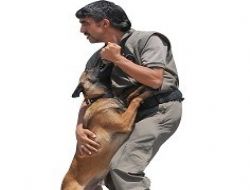 En genç narkotik köpekler iş başında