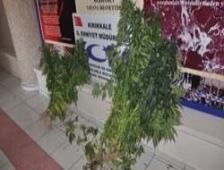 Bahçede yetiştirip sokakta satıyorlar