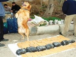 Uyuşturucu ve Kaçak sigaraya geçit yok