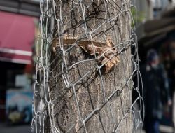 25 yıllık Cennet'e testereli işkence