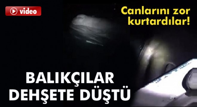 Akdeniz kıyılarında dev balina balıkçı teknesine çarptı