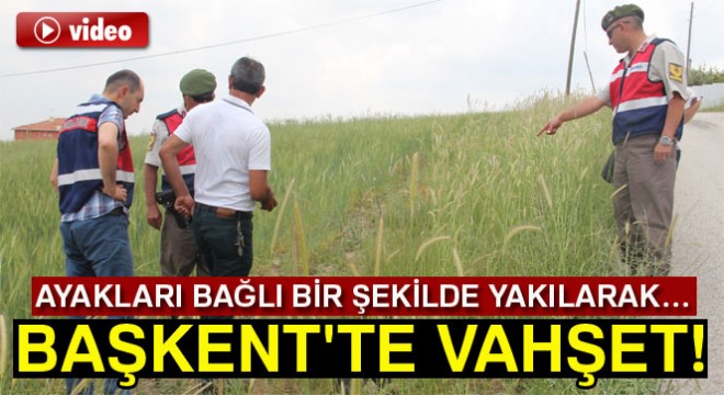 Başkent'te vahşet! Kedi ve köpekler katledildi