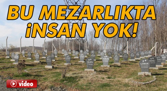 Bu barınakta hayvan mezarlığı var