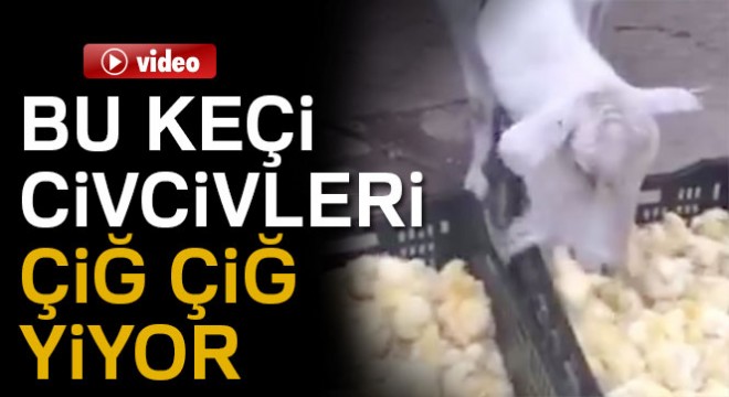 Bu keçi civciv yiyor