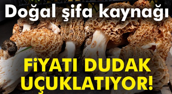 Bu mantarın kilosu 150 TL