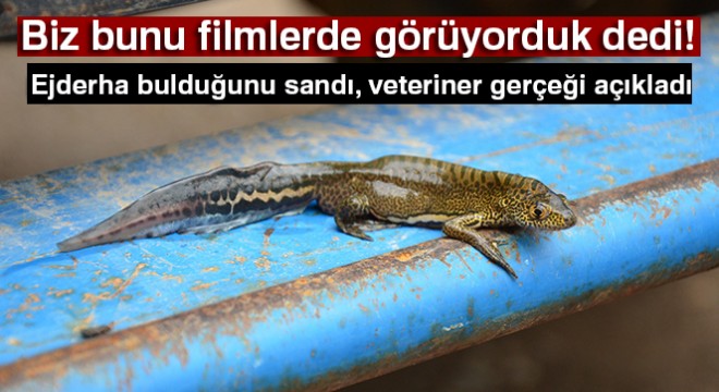 Ejderha bulduğunu sandı, veteriner gerçeği açıkladı