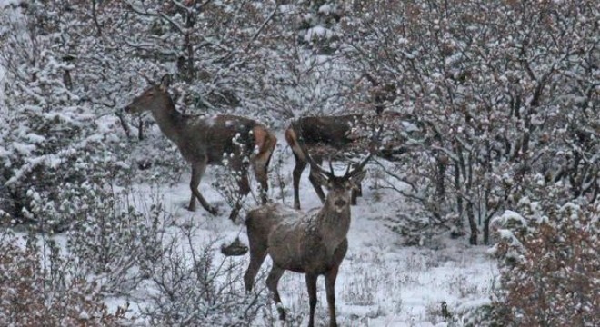 En güzel avcılık fotoğraf makinesi ile yapılan avdır