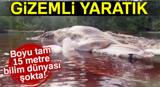 Endonezya'da devasa büyüklükteki yaratık kıyıya vurdu