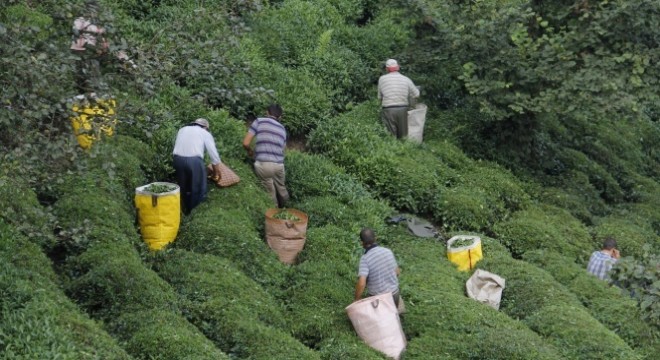 Erken toplanan yaş çay yaprakları çayda kaliteyi yükseltti