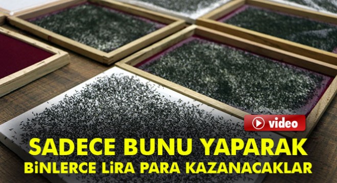 Evlerinde ipek böceği yetiştirerek 6 bin lira kazanacaklar