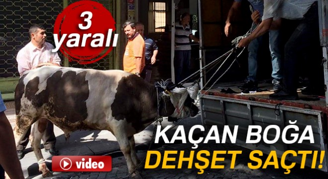 İstanbul'da kaçan boğa dehşet saçtı: 3 yaralı