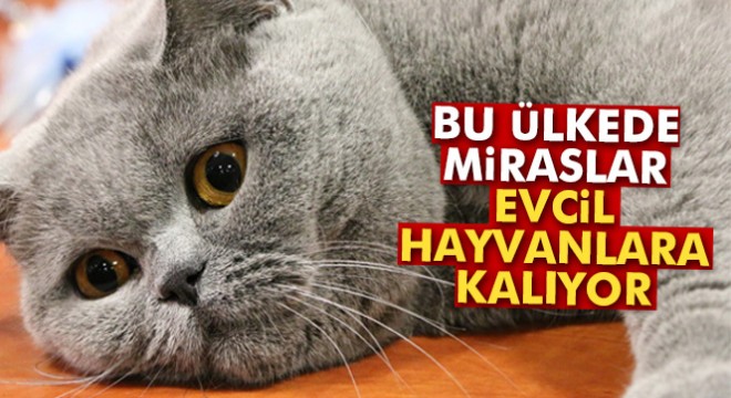 İsveçliler, miraslarını evcil hayvanlarına bırakıyor