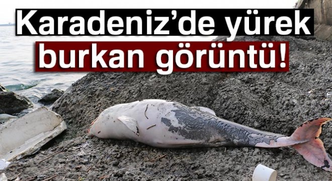 Karadeniz'de 3 ölü yunus bulundu