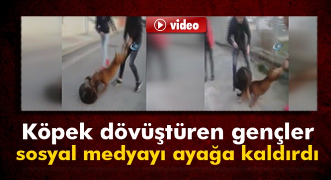 Köpekleri dövüştürdüler, bir de kameraya kaydettiler