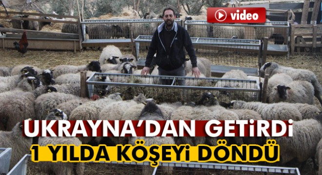 Koyun beşiz yavruladı, görenler gözlerine inamadı