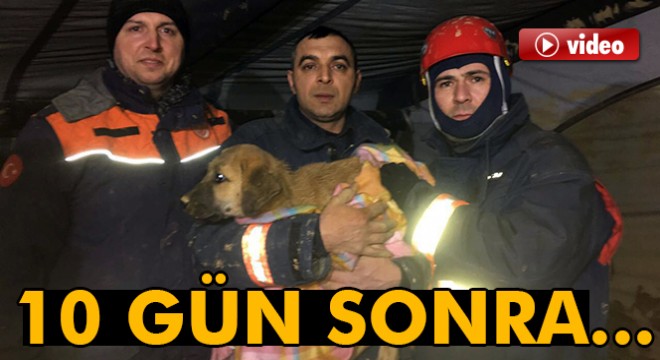 Kuyuya düşen yavru köpek 10 gün sonra kurtarıldı