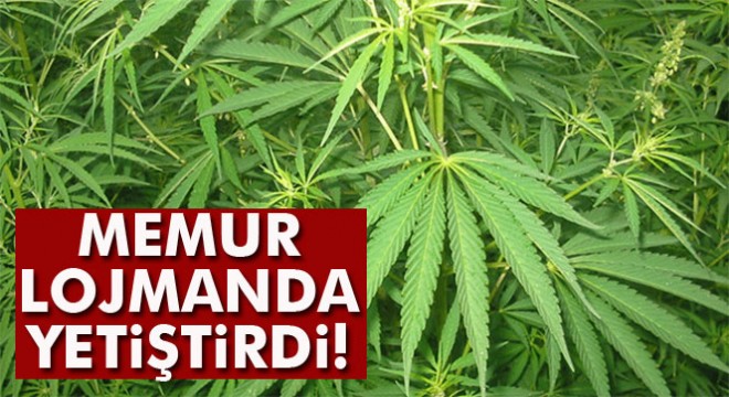 Lojmanda hint keneviri yetiştiren memur tutuklandı