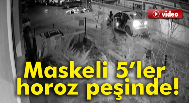 Maskeli 5'ler horoz peşinde