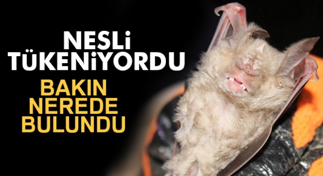 Nesli tükenmekte olan yarasa Hatay'da bulundu