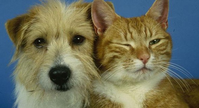 Pet'lere de refakatçi geliyor