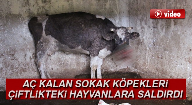 Sarıyer'de aç sokak köpekleri çiftlikteki hayvanlara saldırdı