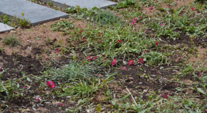 Sevgi Çiçeği'ni dolu vurdu