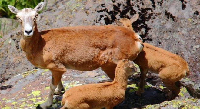 Üretme istasyonları neslini koruyor