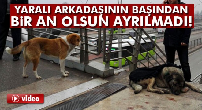 Yaralı köpeğin başından bir an olsun ayrılmadı