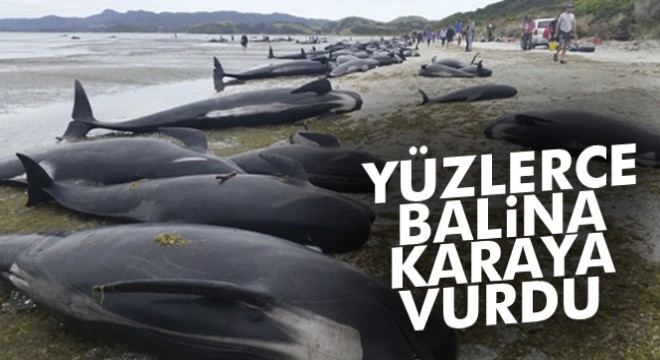 Yeni Zelanda'da yüzlerce balina karaya vurdu