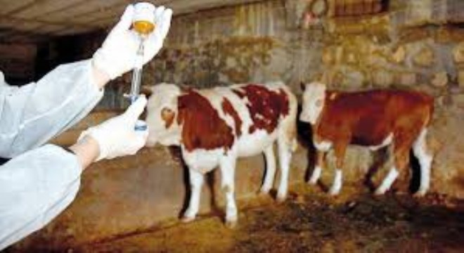 Yumaklı: SAT-1 Şap Hastalığına 8,5 Milyon Doz Aşı Gönderildi