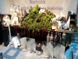 Evin içinden uyuşturucu serası çıktı